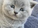 Ash - British Shorthair Cat For Sale - Vancouver, WA, US