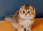 Elle baby girl golden chinchila scottish fold - Scottish Fold Cat For Sale - CA, US