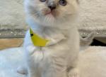 Mary female ready Nov 1 - Ragdoll Cat For Sale - Mount Joy, PA, US