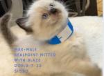 Max Sealpoint male ready Nov 1 - Ragdoll Kitten For Sale - Mount Joy, PA, US