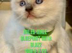 Miles male ready Nov 1 - Ragdoll Cat For Sale - Mount Joy, PA, US