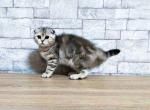 Anabel silver tabby scottish fold baby girl - Scottish Fold Cat For Sale - CA, US