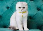 Gorgerous Brenda scottish fold silver shaded girl - Scottish Fold Cat For Sale - Houston, TX, US
