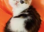 Greta - Exotic Cat For Sale - Philadelphia, PA, US