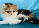 Addie - Persian Cat For Sale - Philadelphia, PA, US