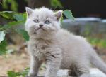 Alisa British female - British Shorthair Kitten For Sale - Wood Dale, IL, US