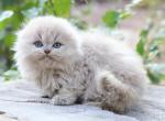 Kay Scottish Fold male - Scottish Fold Kitten For Sale - Wood Dale, IL, US