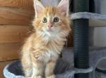 Chris red mainecoon - Maine Coon Cat For Sale - New York, NY, US