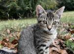 Epona - American Shorthair Cat For Sale - Columbus, GA, US