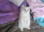 Hattie Ragdoll Kitten - Ragdoll Cat For Sale - Phoenix, AZ, US