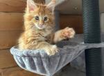 Chris REdboy - Maine Coon Kitten For Sale - New York, NY, US