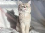 Blue Golden British shorthair boy - British Shorthair Cat For Sale - Athens, GA, US