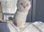Blue golden Lynx Point Scottish fold girl - Scottish Fold Kitten For Sale - Athens, GA, US