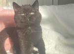 Black British shorthair male - British Shorthair Cat For Sale - Athens, GA, US