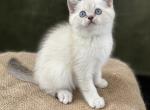 Bentley - Scottish Straight Kitten For Sale - North Richland Hills, TX, US