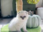 Shaun - Scottish Fold Kitten For Sale - Charlottesville, VA, US