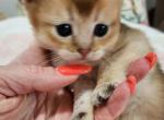 Alfa Romeo jr - Scottish Fold Kitten For Sale - MI, US