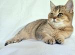 Macy - British Shorthair Cat For Sale - New York, NY, US