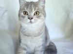 Milo - British Shorthair Cat For Sale - New York, NY, US