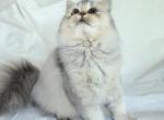 Abigail - British Shorthair Cat For Sale - New York, NY, US