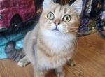 Dallas - British Shorthair Kitten For Sale - New York, NY, US