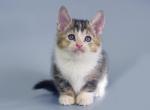 Misha - Munchkin Cat For Sale - Hollywood, FL, US