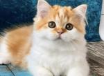 Tasia - Scottish Straight Kitten For Sale - Pembroke Pines, FL, US