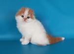 Leopold - Scottish Fold Kitten For Sale - Hollywood, FL, US