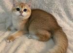 Jefferson - British Shorthair Cat For Sale - Portland, OR, US