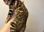 Bengal kittens - Bengal Cat For Sale - Denver, CO, US