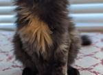 Judie - Maine Coon Cat For Sale - Staten Island, NY, US