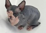 Pretty r Sphynx kittens - Sphynx Cat For Sale - Orlando, FL, US