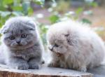Plush scottish fold boy blue solid color - Scottish Fold Kitten For Sale - 