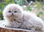 Fluffy baby girl scottish fold lilac - Scottish Fold Kitten For Sale - Dallas, TX, US