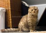 Chubby cinnamon girl Quincy fluffy cheeked face - Scottish Fold Cat For Sale - Houston, TX, US