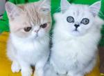 Blanca green eyes silver shaded persian doll face - Persian Cat For Sale - Dallas, TX, US