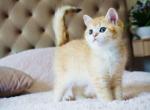 Kris golden shaded british shorthair green eyes - British Shorthair Cat For Sale - CA, US