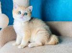 Alice gorgeous british shorthair golden ny12 - British Shorthair Cat For Sale - CA, US