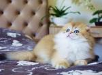 Barni fluffy scottish fold longhair golden ny11 - Scottish Fold Cat For Sale - Houston, TX, US