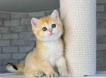 Beauty ny 11 black golden shaded british shorthair - British Shorthair Kitten For Sale - 