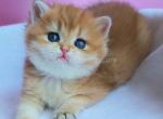 Gertruda the cutest british shorthair golden ny 11 - British Shorthair Kitten For Sale - CA, US