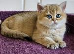 Boris - British Shorthair Cat For Sale - Los Angeles, CA, US