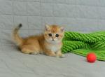 Vlady - British Shorthair Cat For Sale - Brooklyn, NY, US