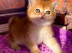 Kelly - British Shorthair Cat For Sale - Brooklyn, NY, US