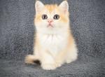 Wella - British Shorthair Cat For Sale - Brooklyn, NY, US