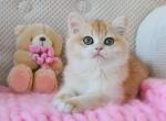 Britney - British Shorthair Cat For Sale - Brooklyn, NY, US