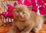 Ruvim - British Shorthair Cat For Sale - Miami, FL, US