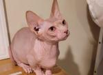 Kitten 1 - Bambino Cat For Sale - Mundelein, IL, US