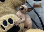 Tessa - Sphynx Cat For Sale - Norwalk, CT, US