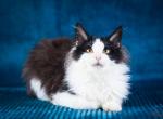 Riviera - Maine Coon Cat For Sale - Brooklyn, NY, US